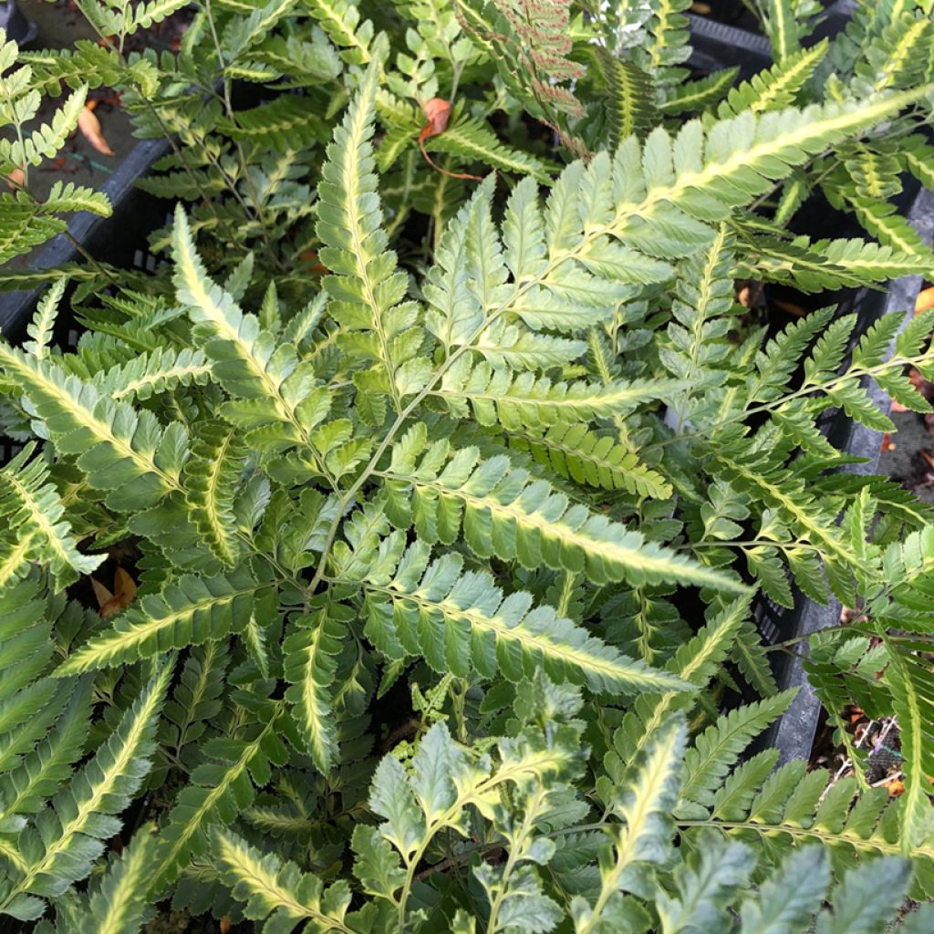 Arachniodes simplicior - Fougère persistante