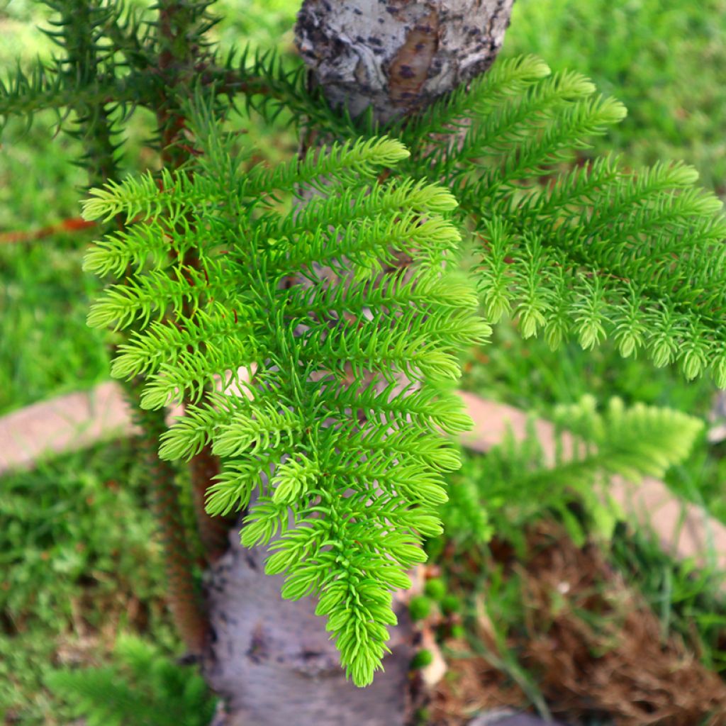 Araucaria heterophylla