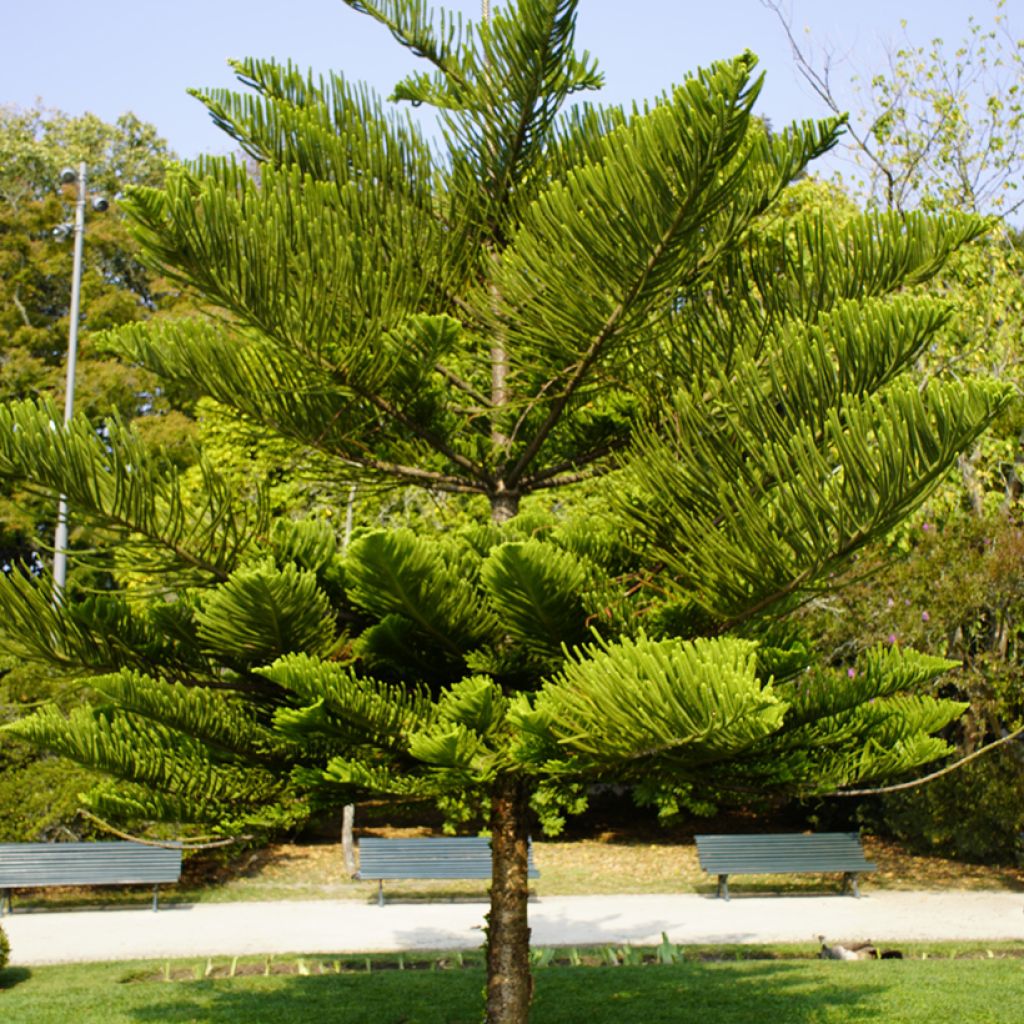 Araucaria heterophylla