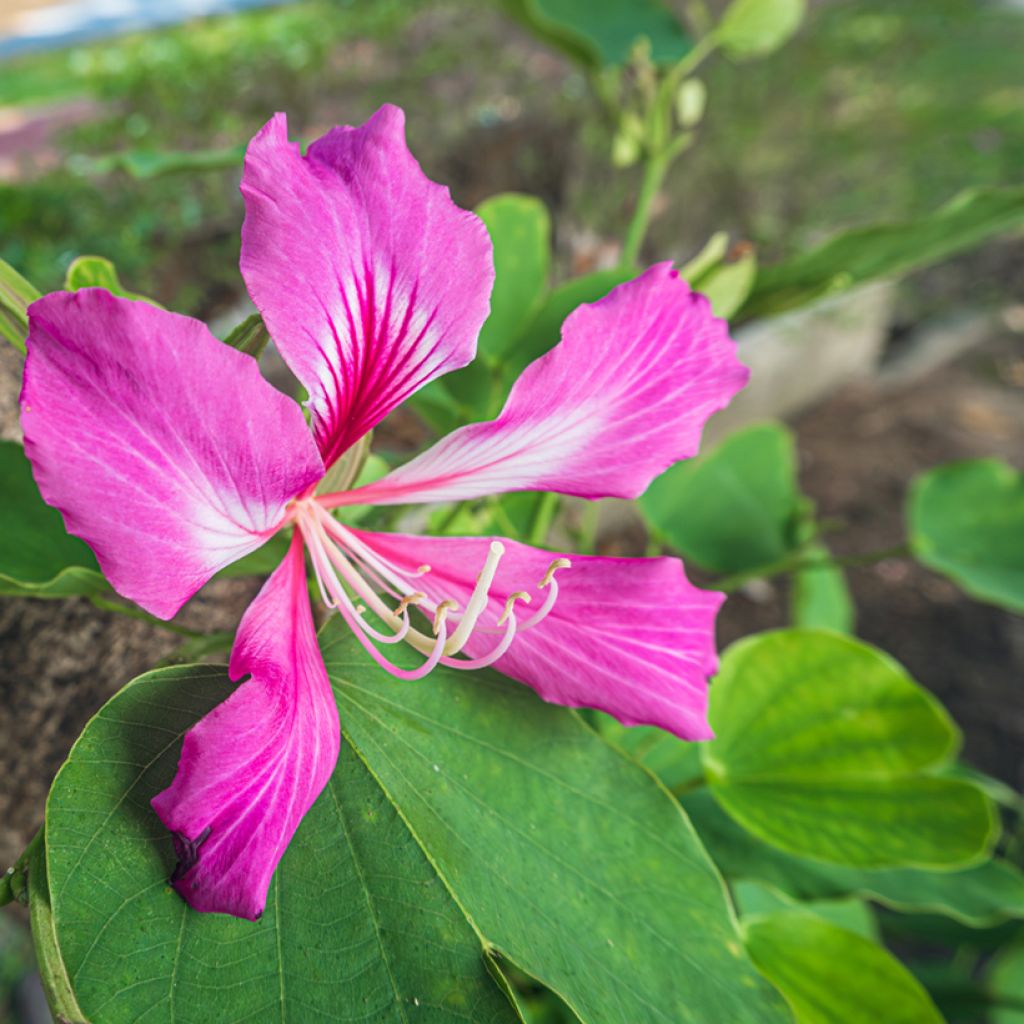 Bauhinia purpurea