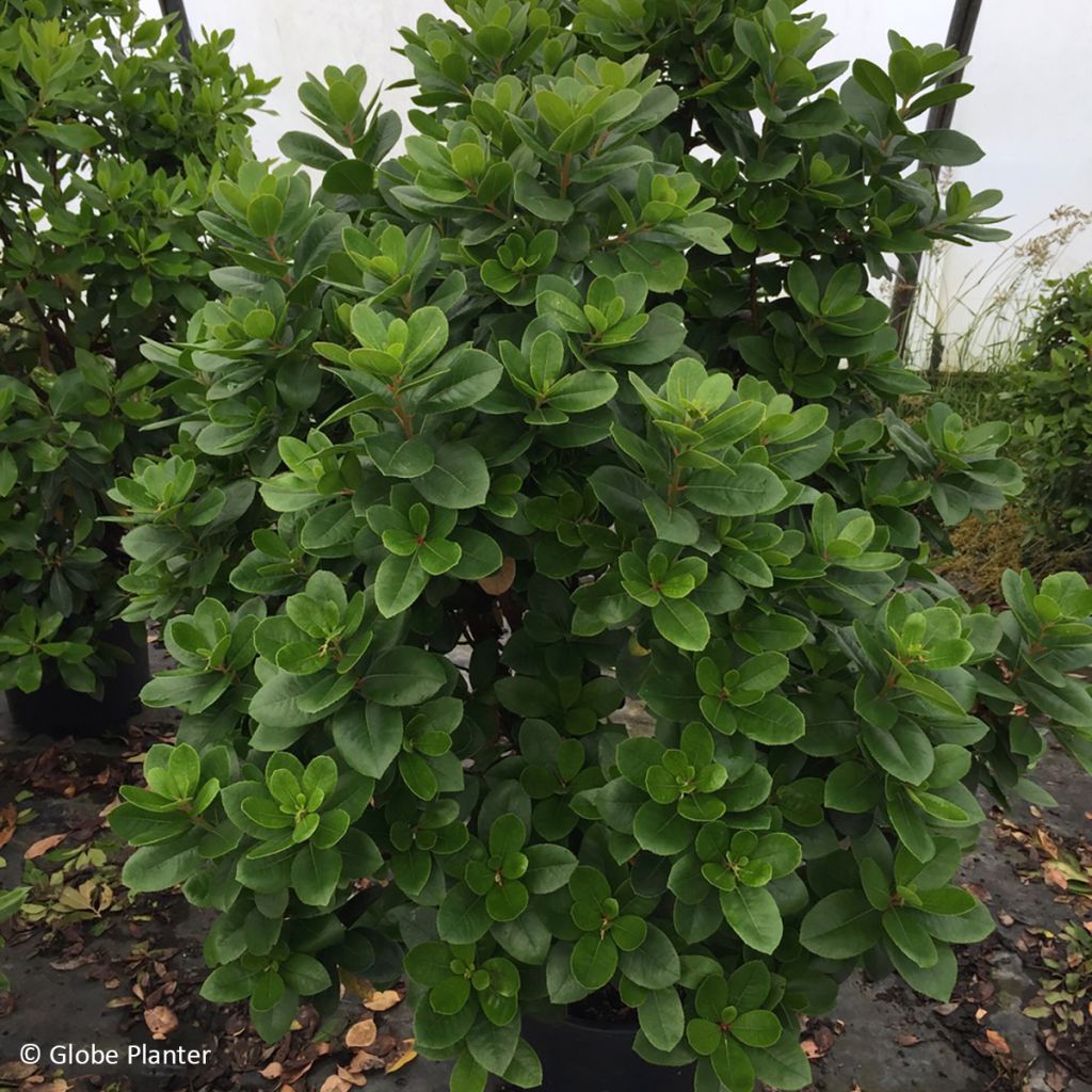 Medronheiro Peace and Love