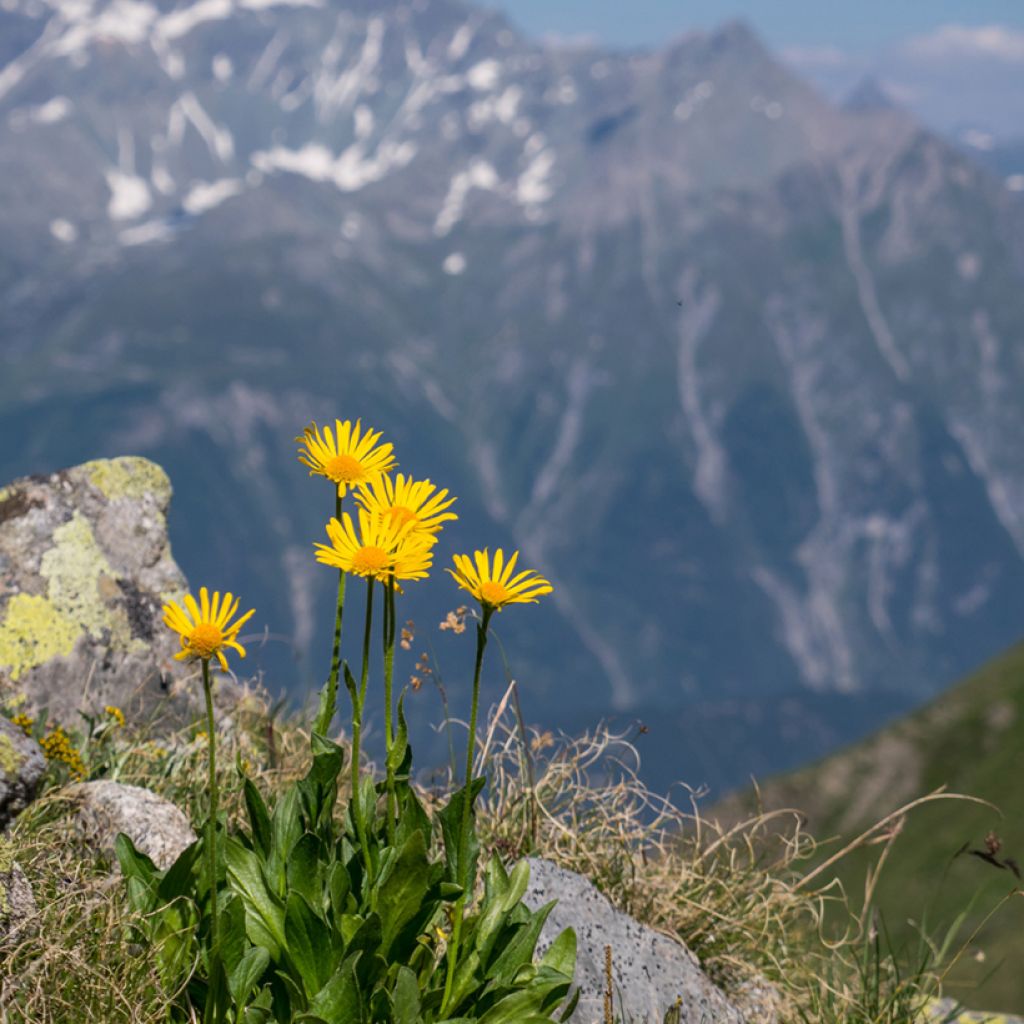 Arnica montana sementes - Tabaco-dos-saboianos