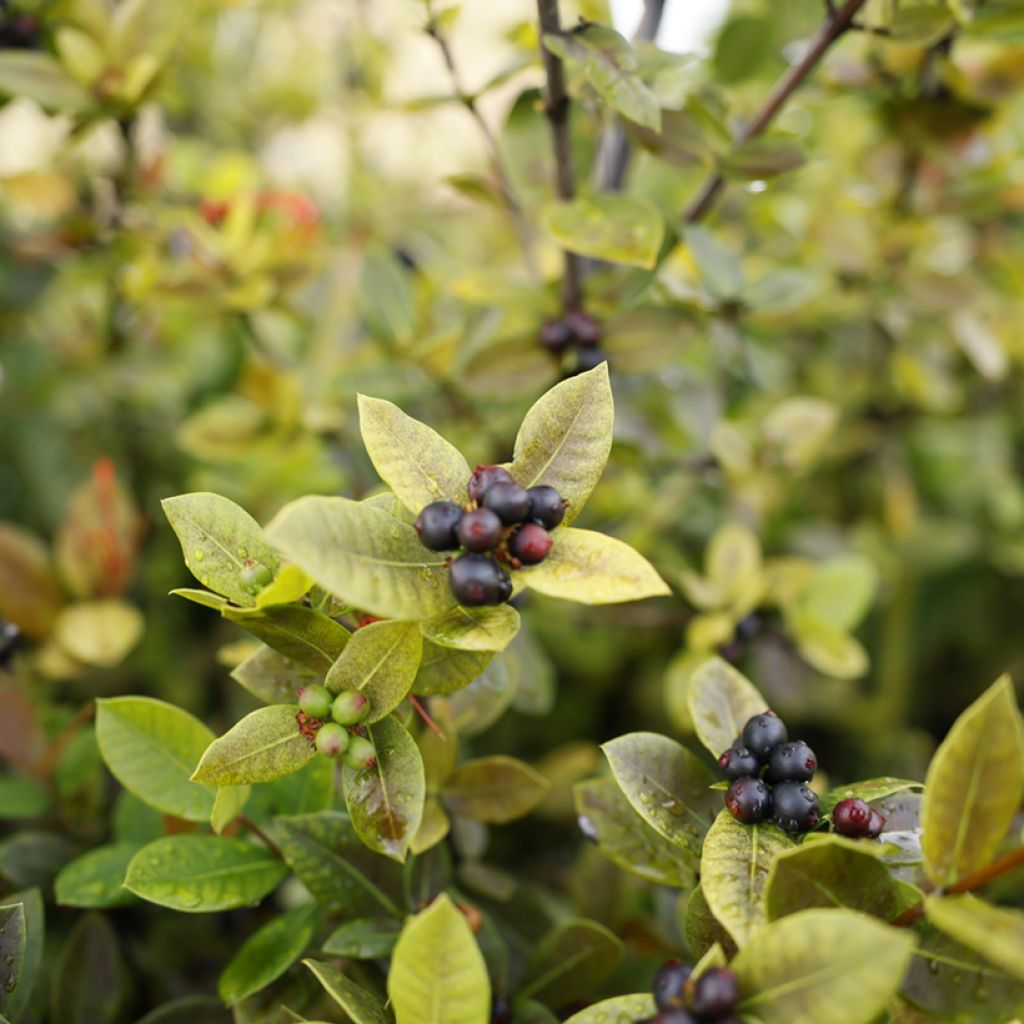 Aronia prunifolia Viking - Appelbes