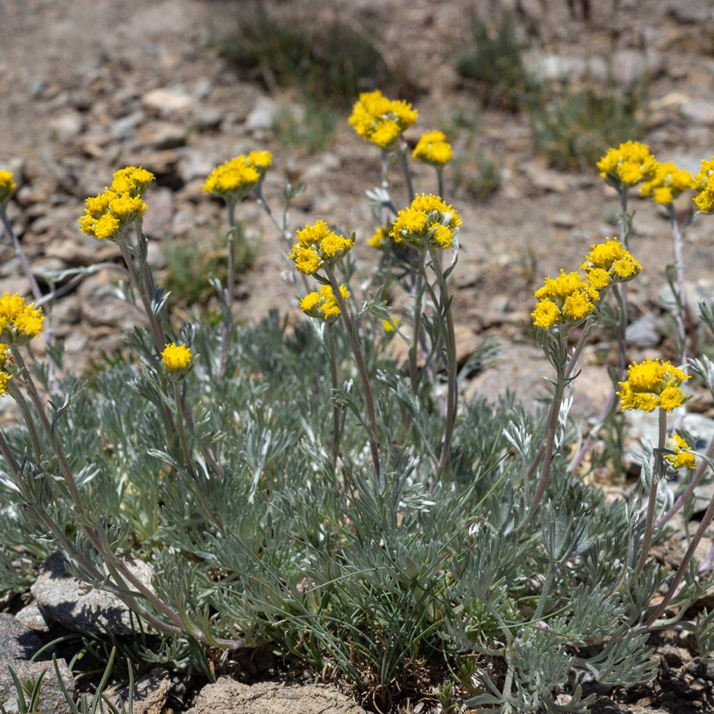 Artemisia laxa - Génépi blanc, Génépi jaune