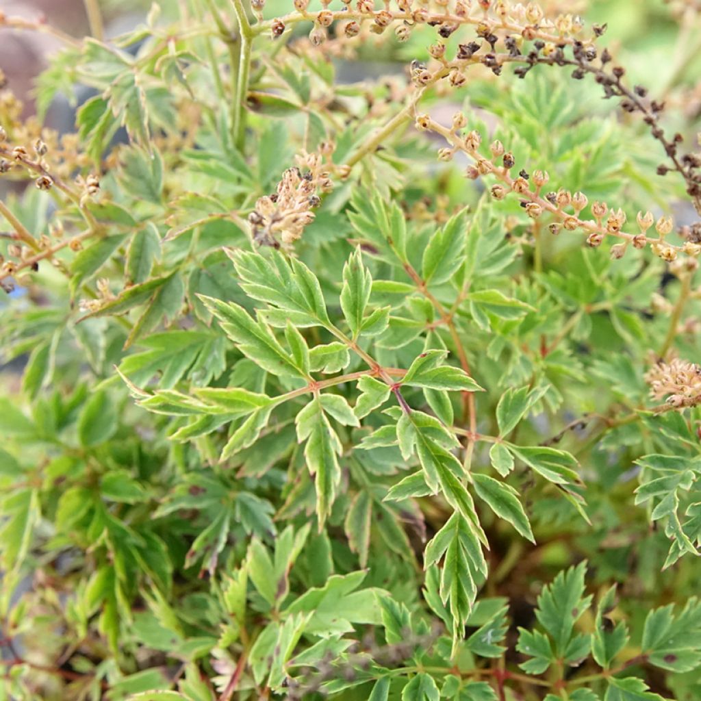 Aruncus Guinea Fowl