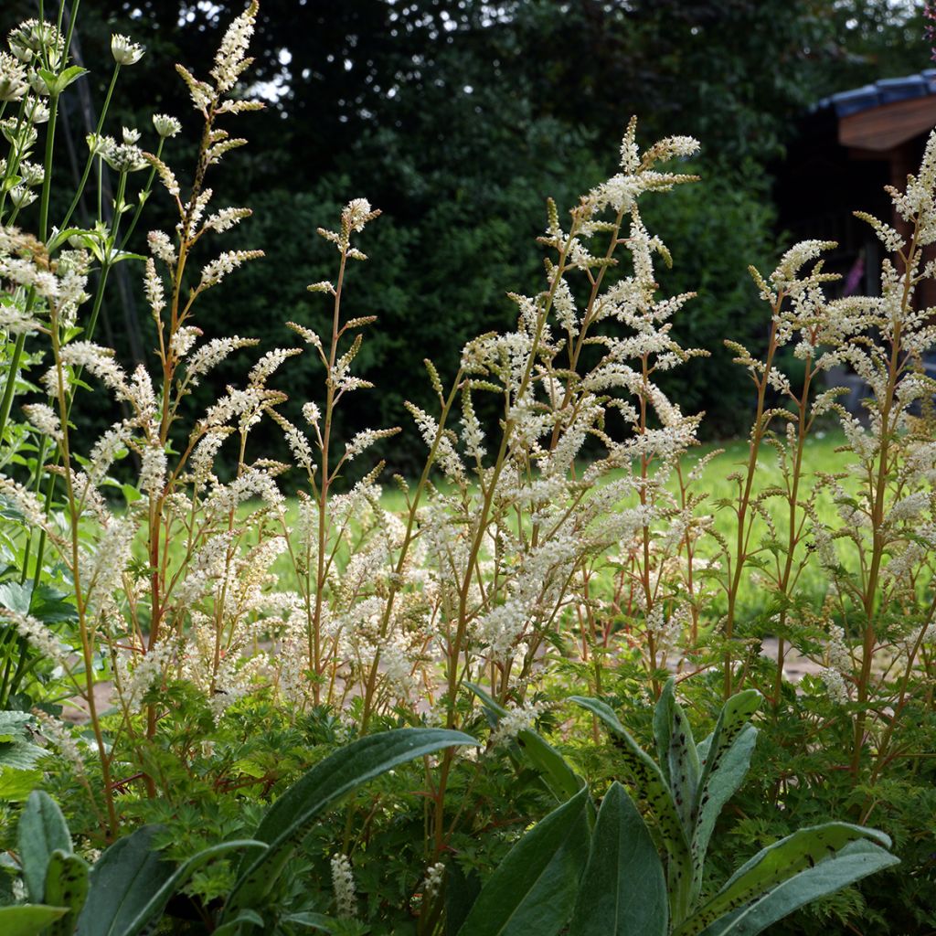 Aruncus aethusifolius - Barba di capra