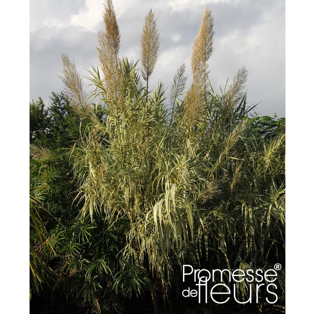 Arundo donax Aureovariegata - Canne de Provence