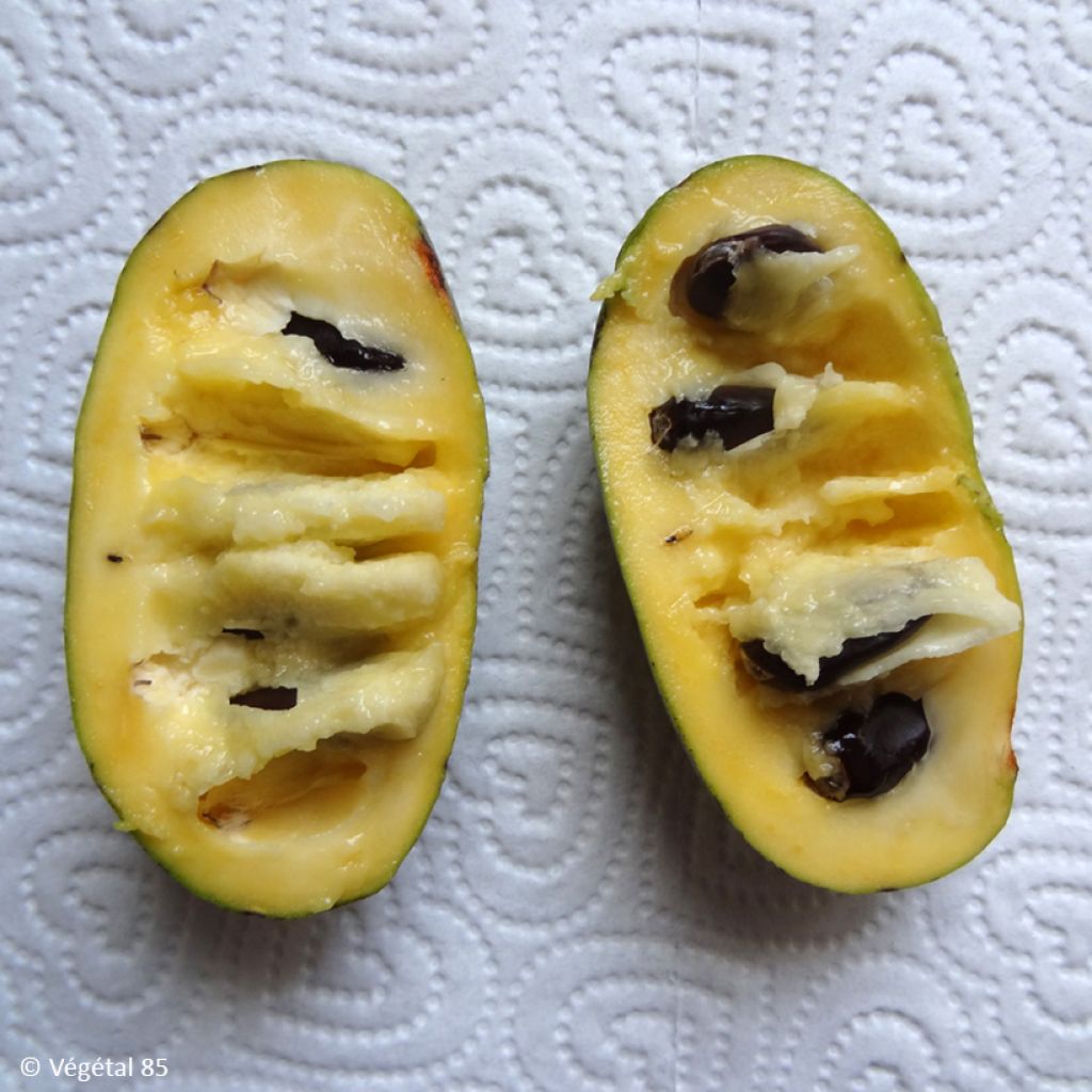 Pawpaw Summer Delight