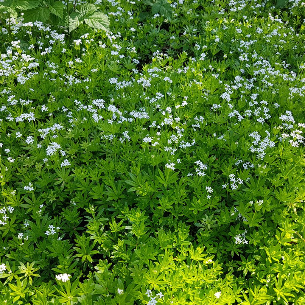 Galium odoratum