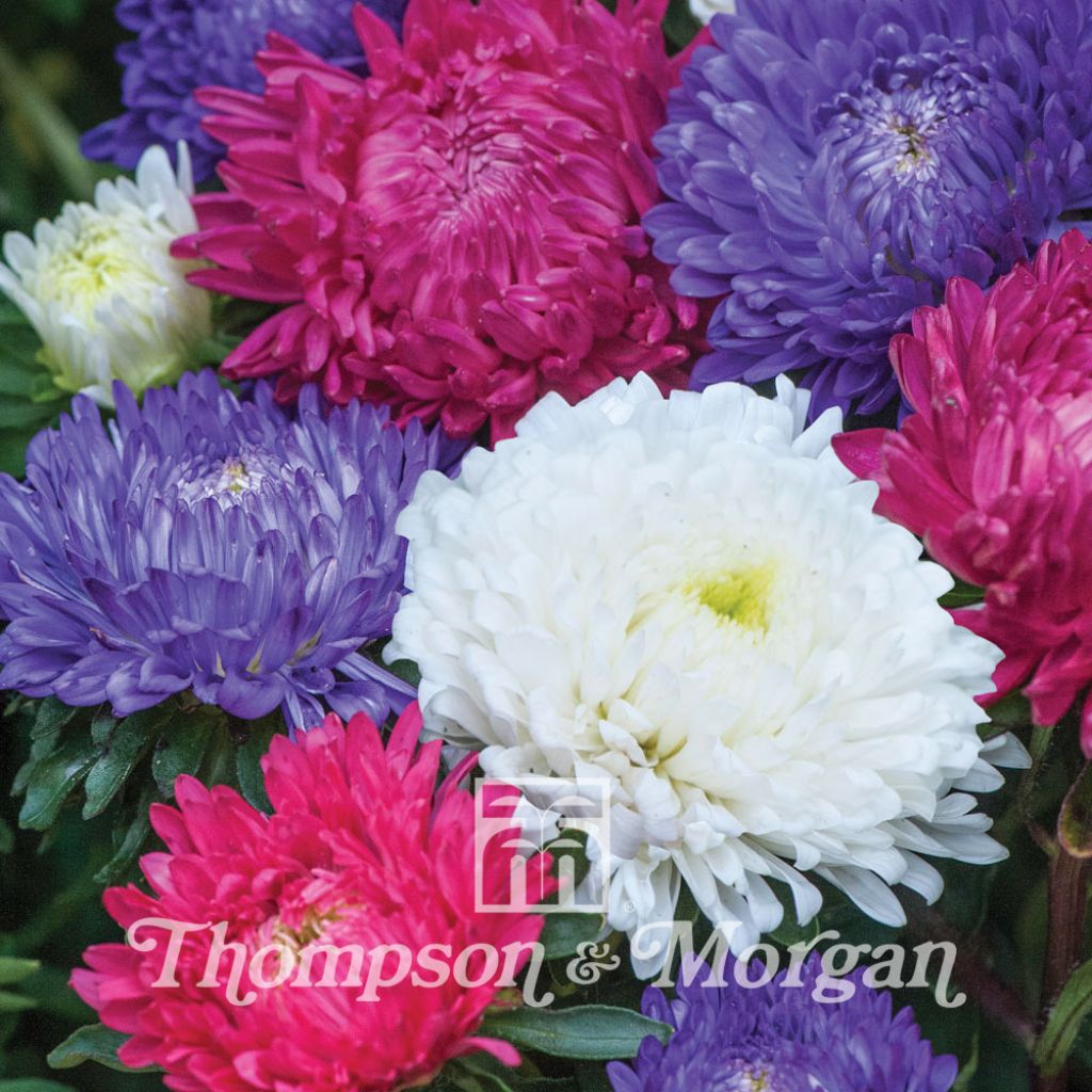 Aster Milady Mixed