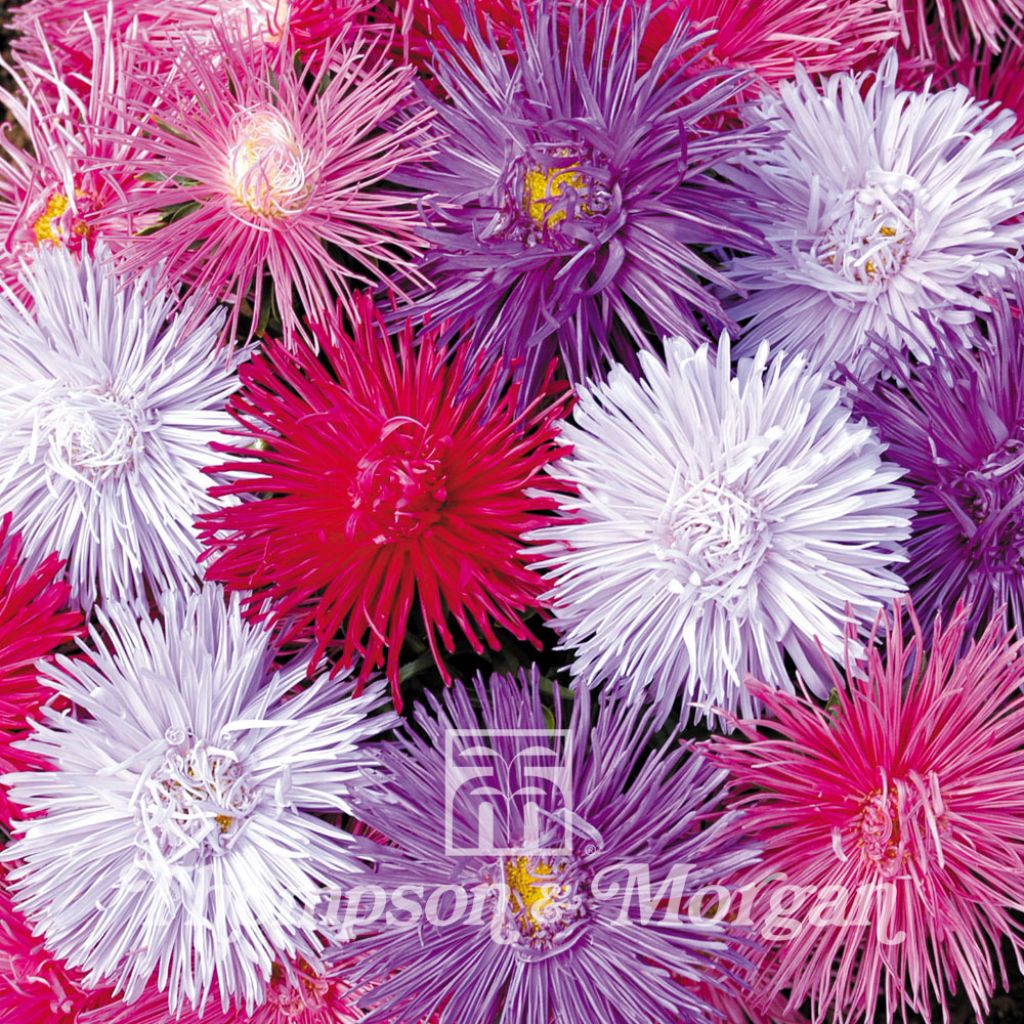 Aster Starlight Mixed