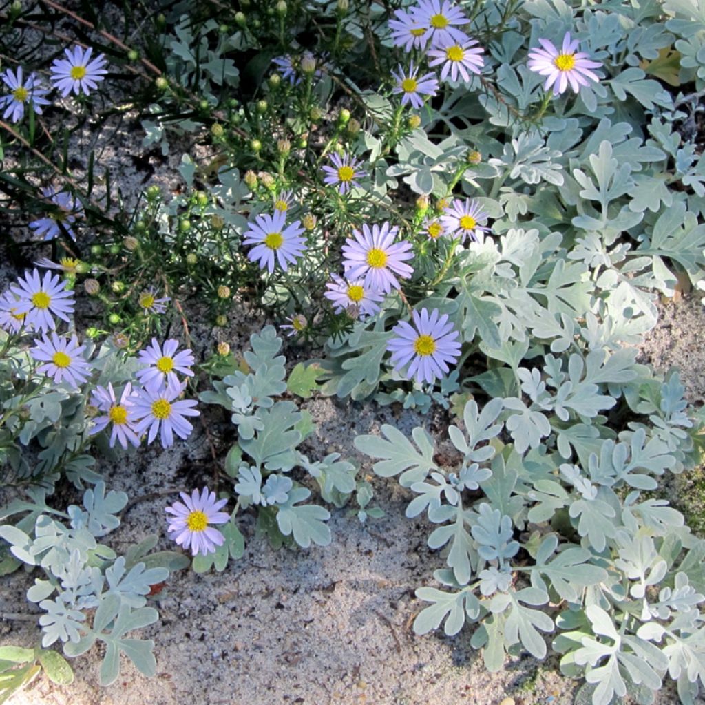 Aster linariifolius - Áster