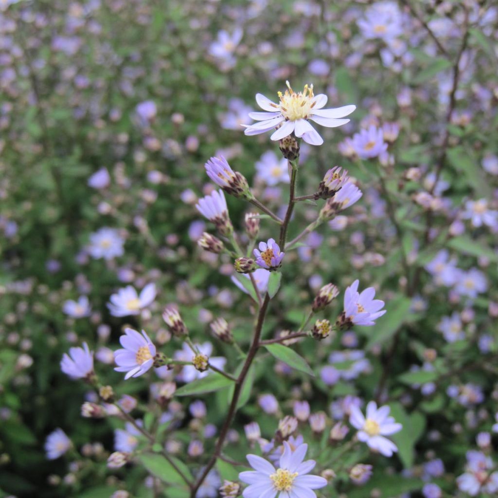 Aster cordifolius Blütenregen - Aster à feuilles en coeur