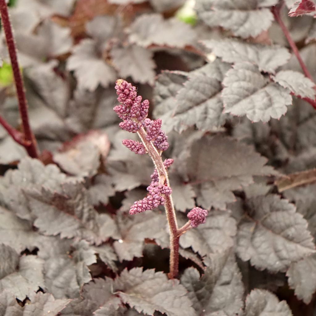Astilbe chinensis Darkside Of The Moon