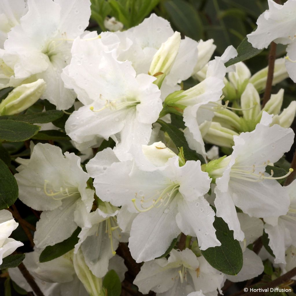 Azalée hybride REPETITA White - Azalée remontante