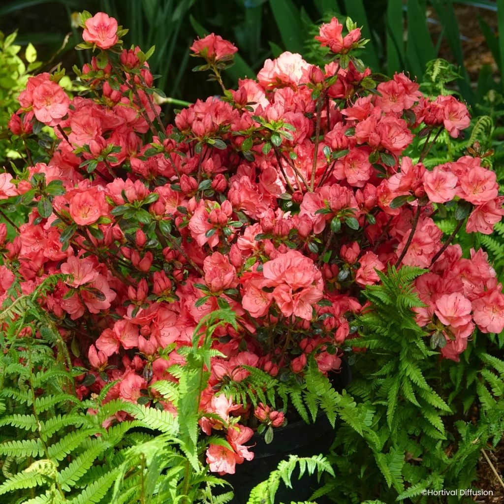Azalée du Japon Flash Dance Salmon - Rhododendron hybride