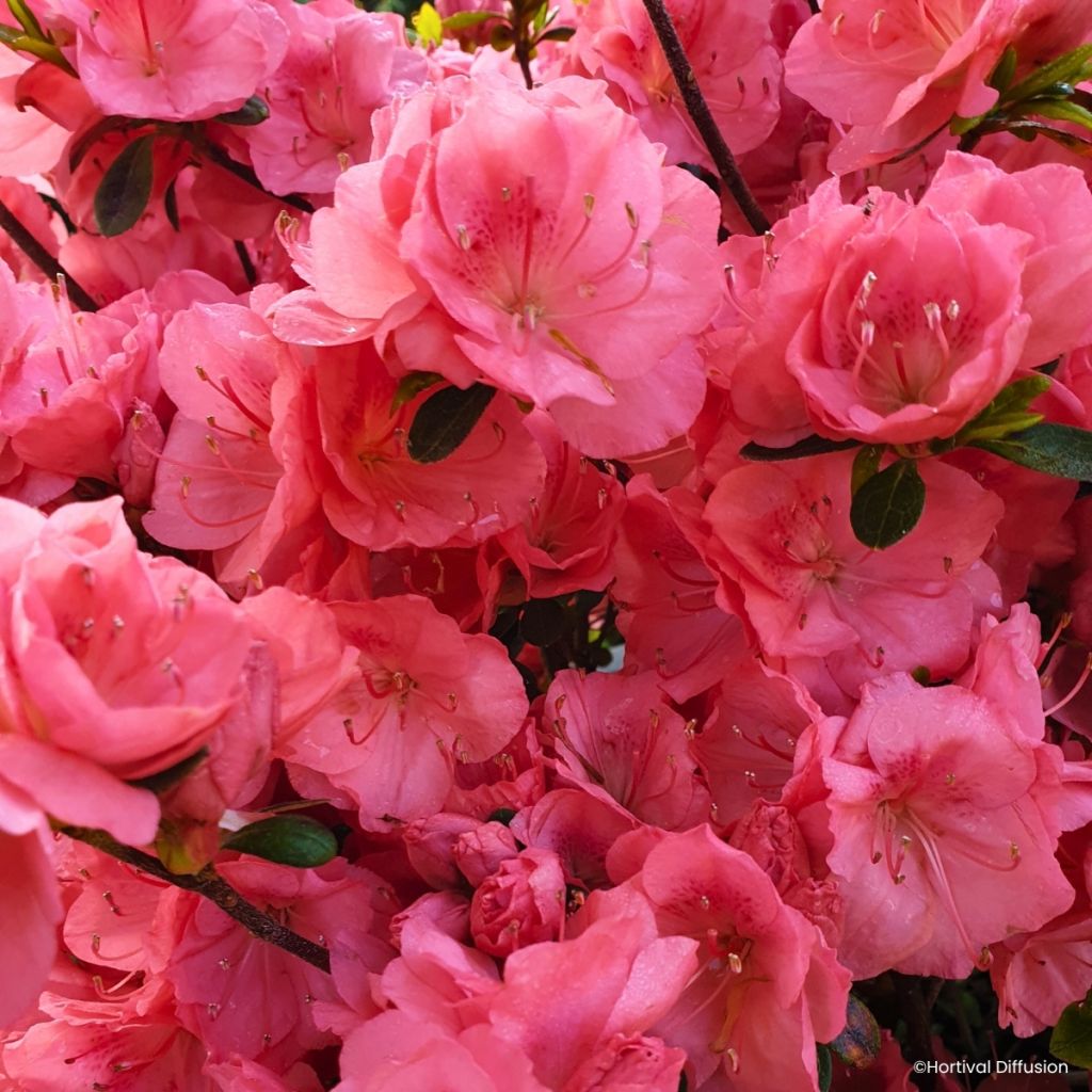 Azalée du Japon Flash Dance Salmon - Rhododendron hybride