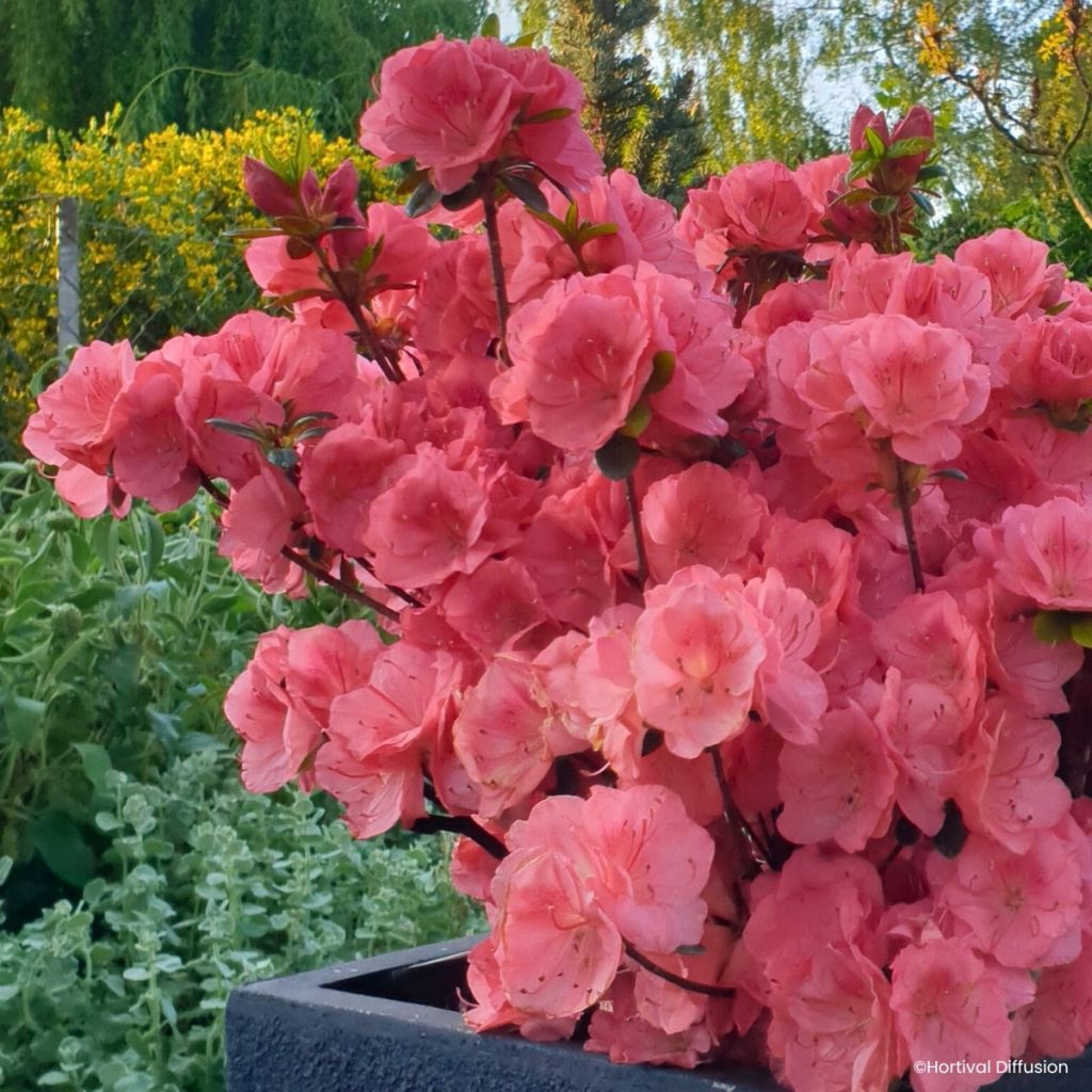 Azalée du Japon Flash Dance Salmon - Rhododendron hybride