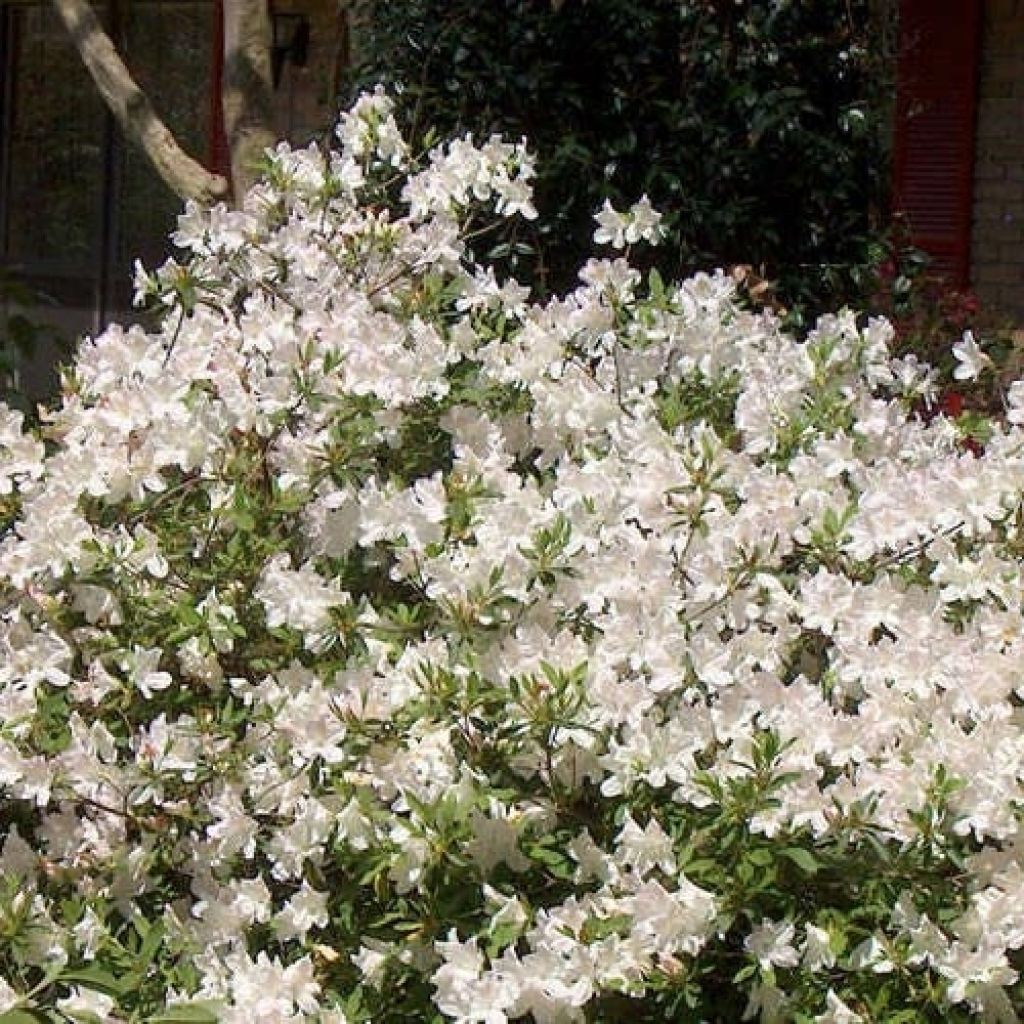 Azalée hybride ENCORE® Ivory