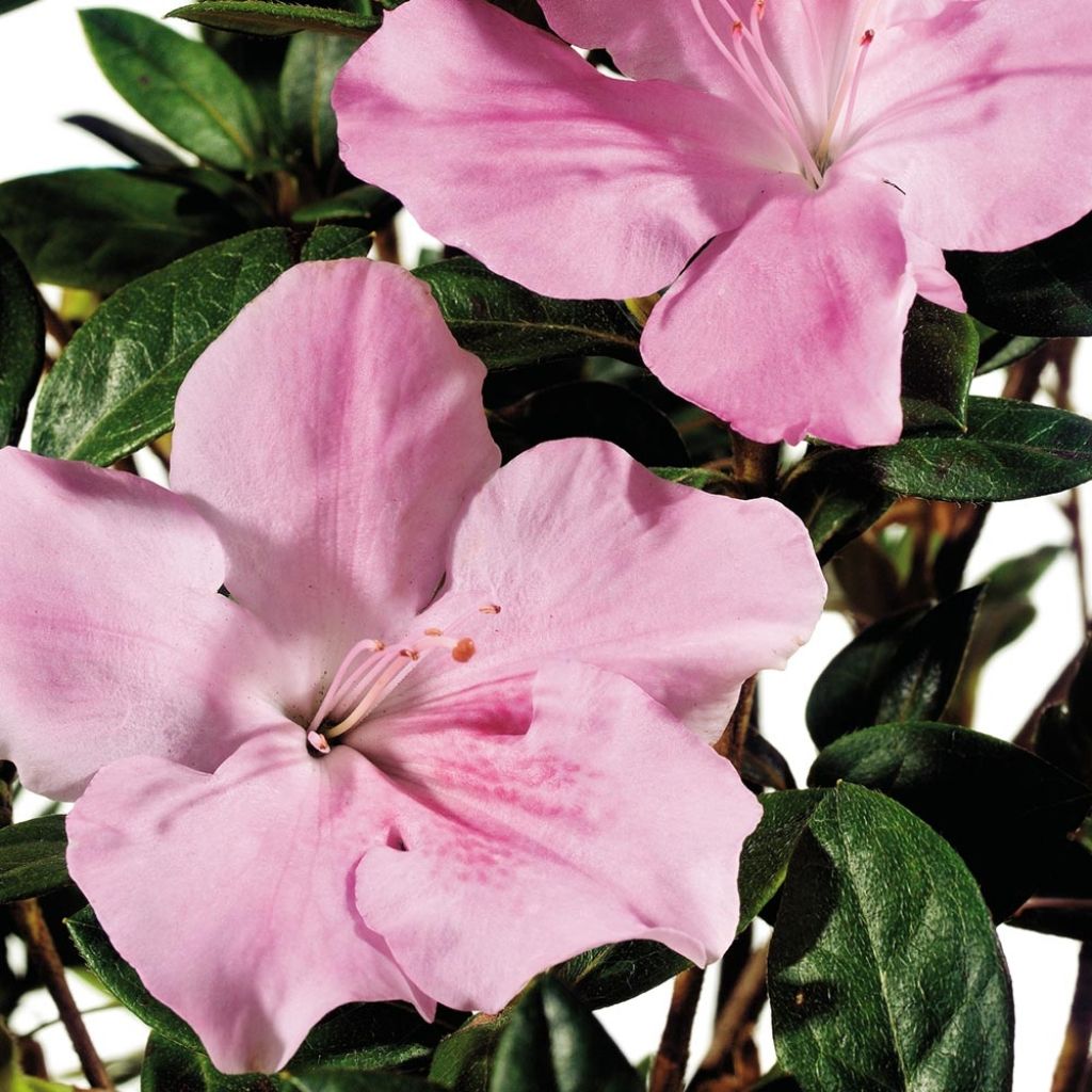 Azalée hybride ENCORE® Sweetheart