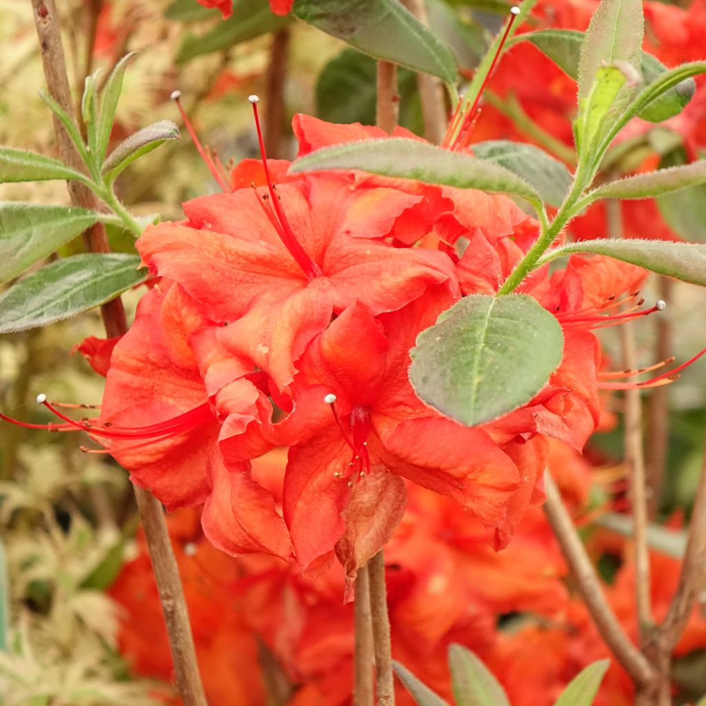 Azalée de Chine Fire Ball - Rhododendron hybride 