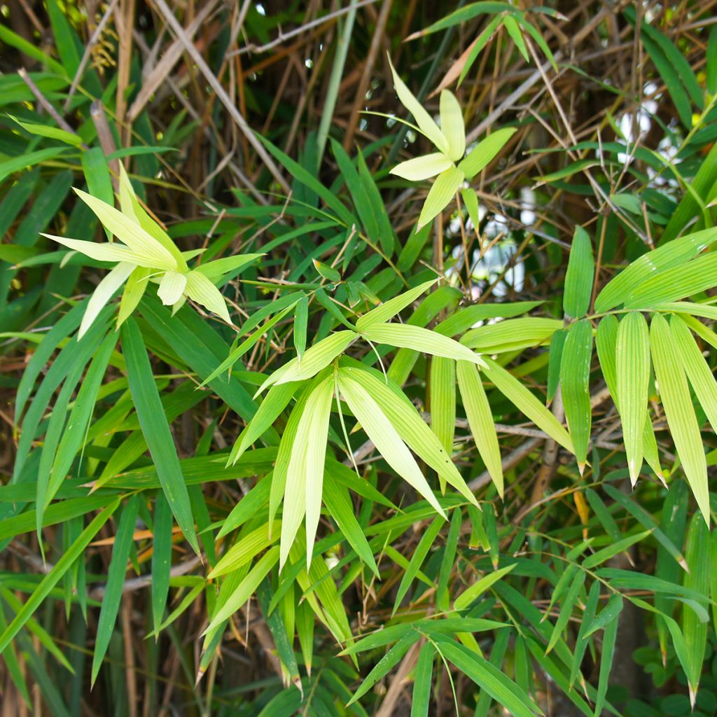 Bambou Métaké - Pseudosasa japonica