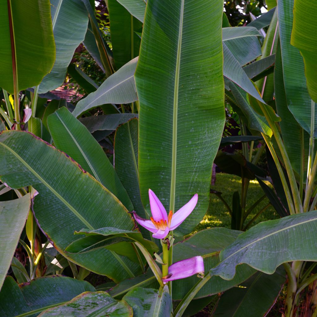 Musa velutina - Bananeira-rosa