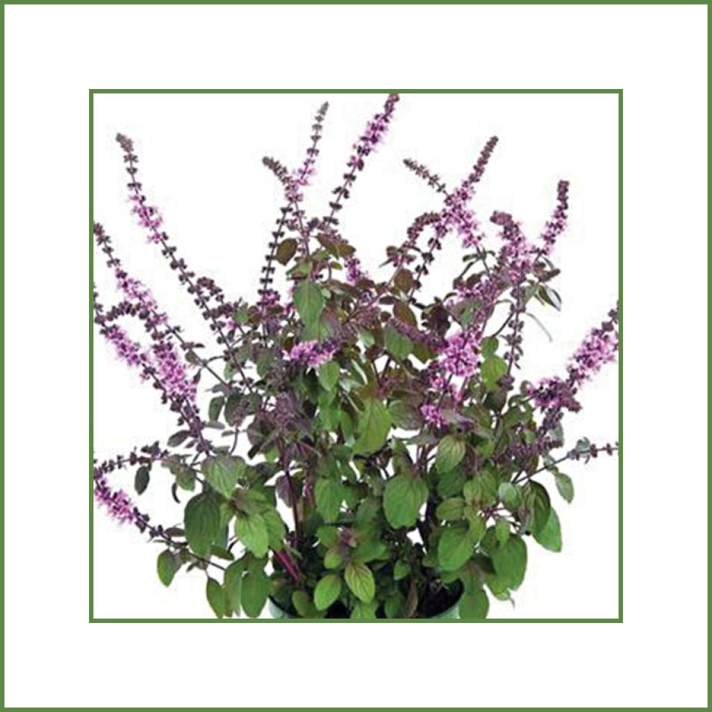 Basilic vivace Magic Mountain en plants