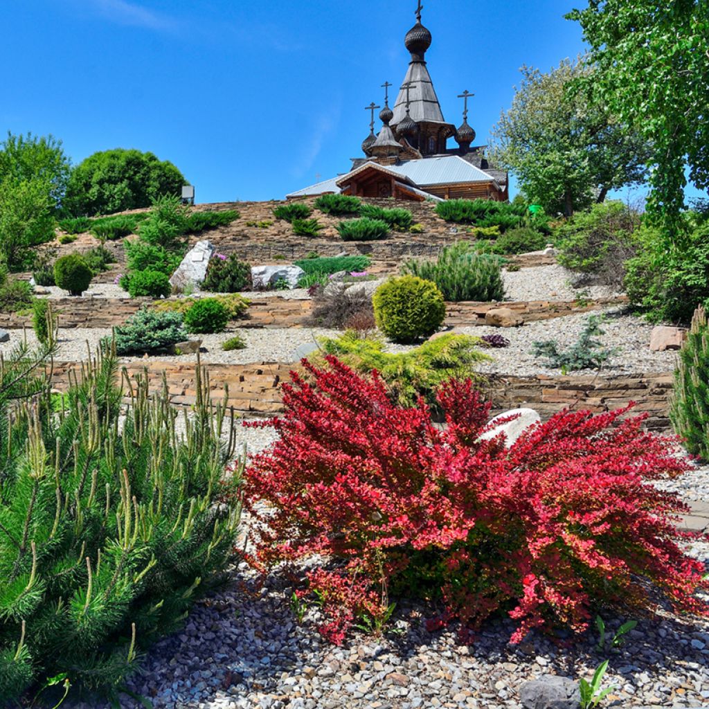 Berberis thunbergii Red Rocket
