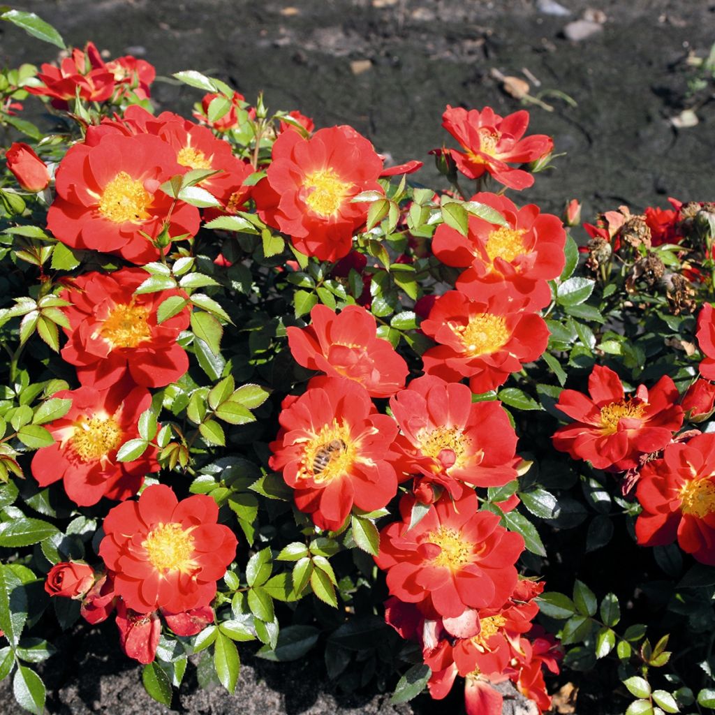 Rosier Bee's Paradise ®  Light Red