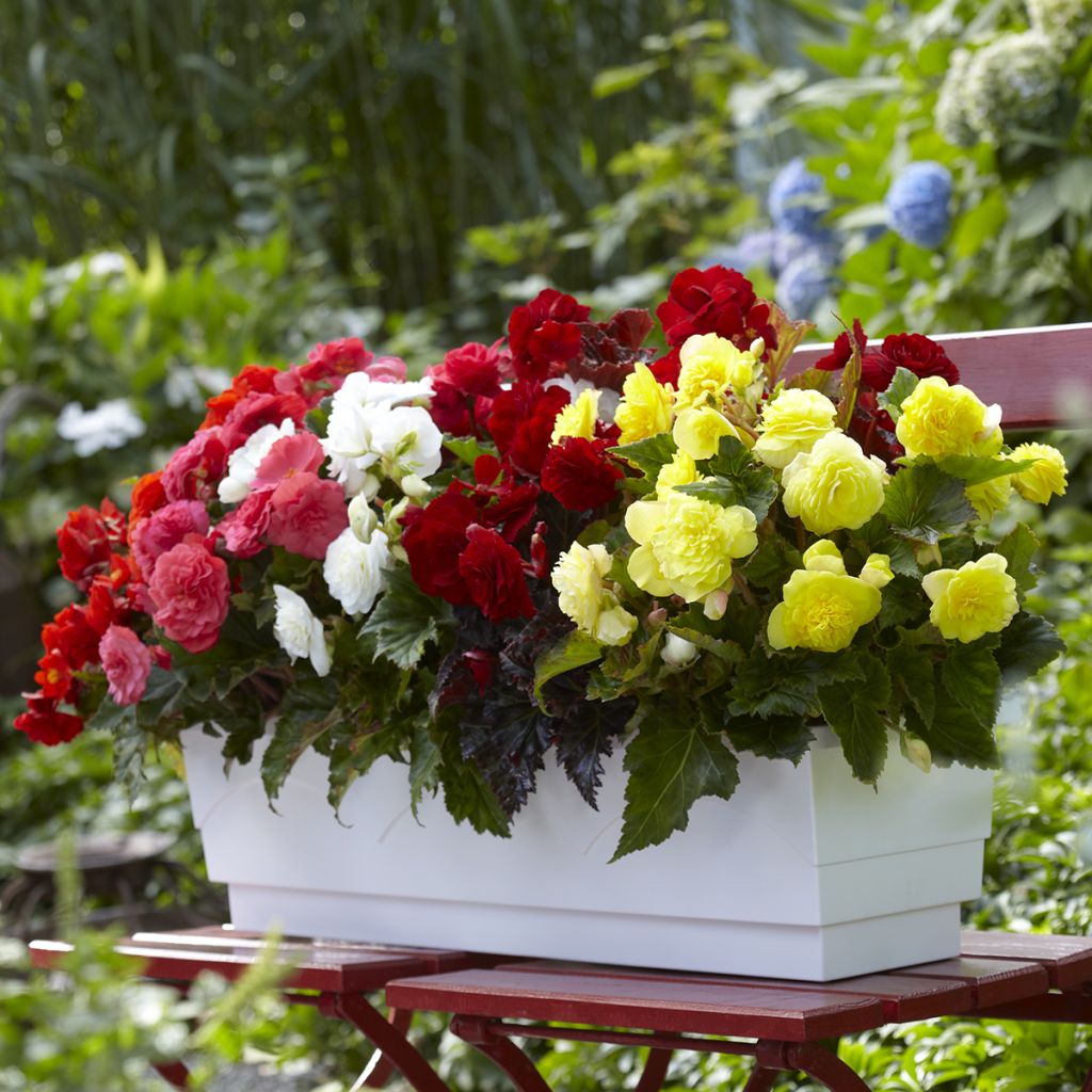 Begonia multiflora Maxima mix 6 couleurs
