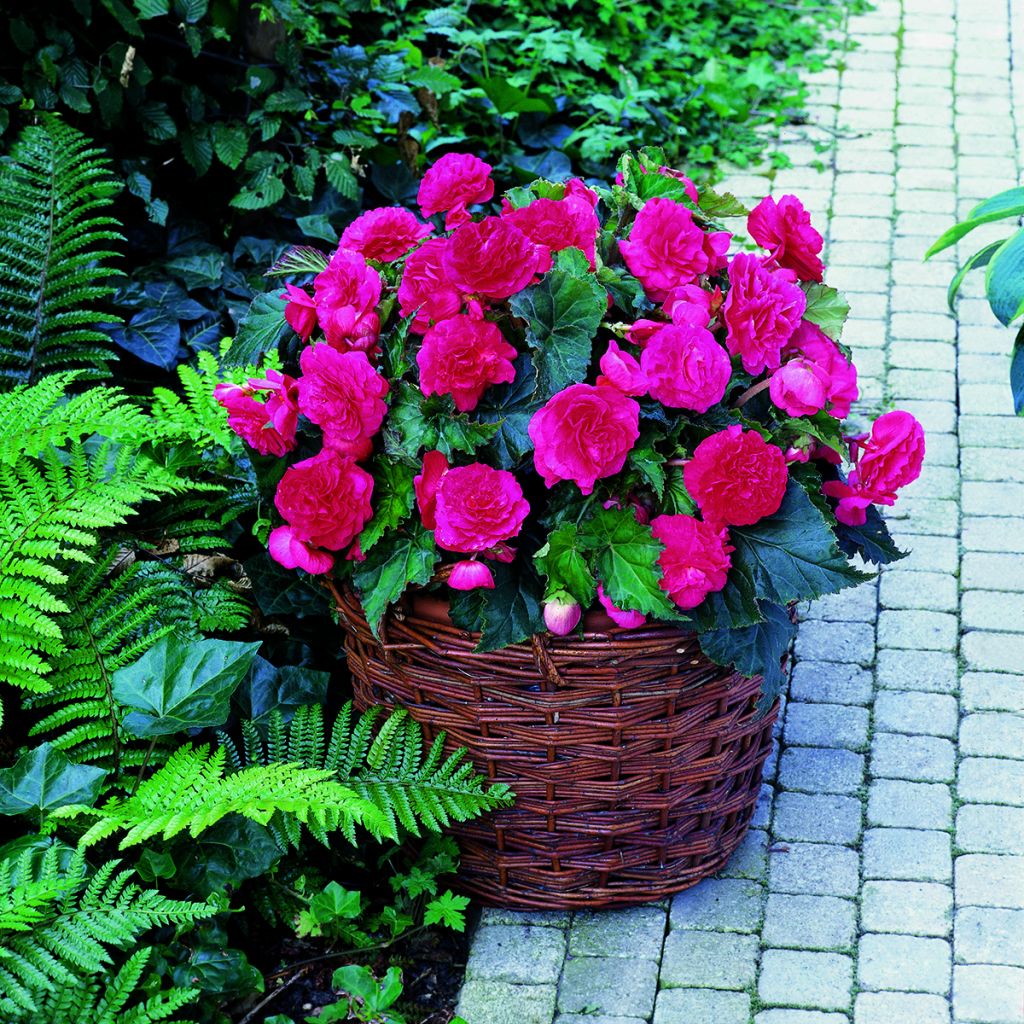 Begonia Multiflora Maxima pink