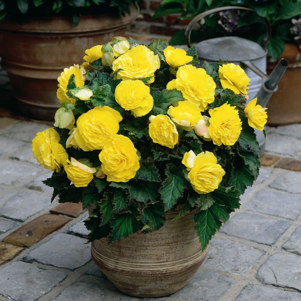 Bégonia double Non Stop Yellow