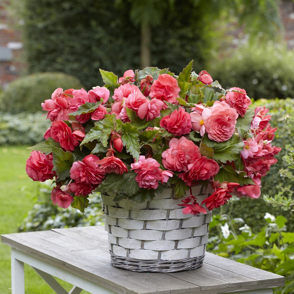 Bégonia double retombant Pink Delight - Begonia Odorata 