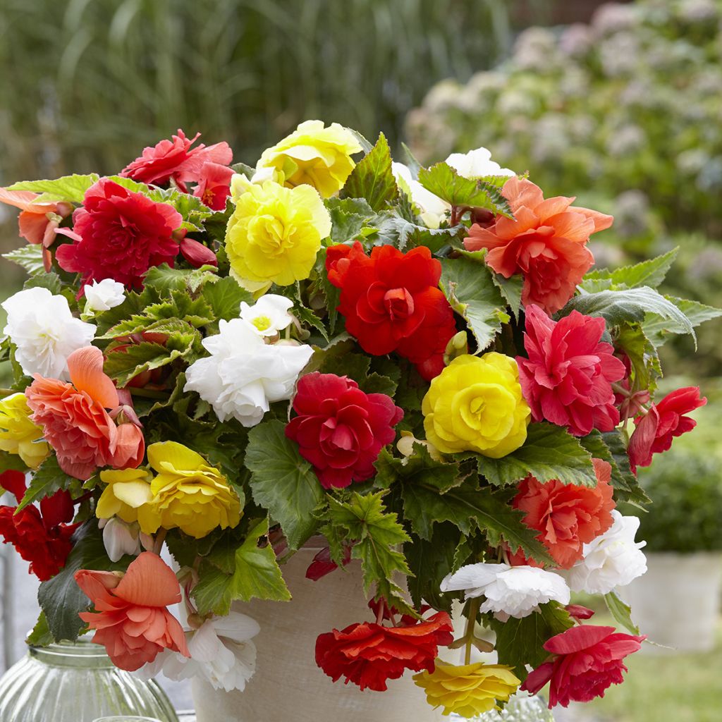 Begonia Pendula Cascade mix 6 couleurs - Bégonia retombant