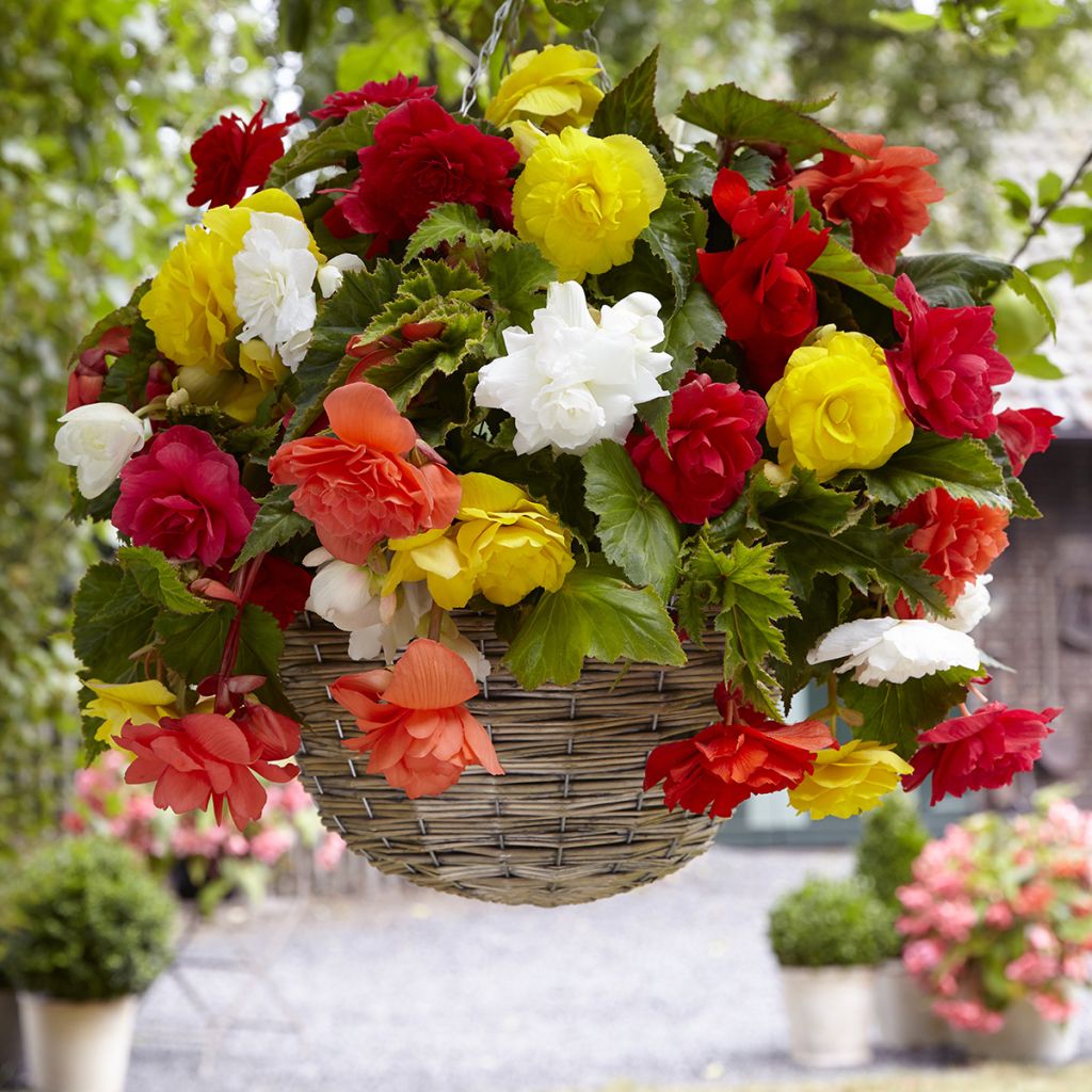 Begonia Pendula Cascade mix 6 couleurs - Bégonia retombant