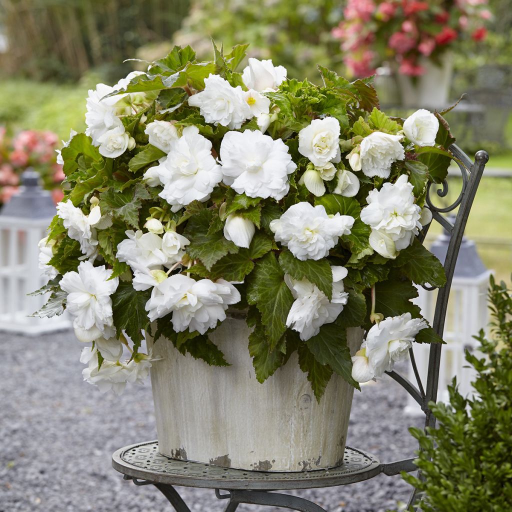 Bégonia retombant Cascade White - Begonia Pendula