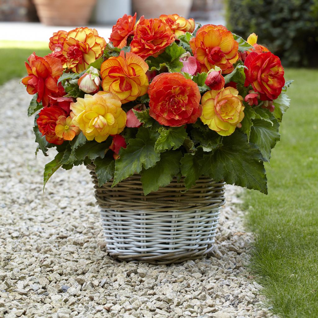Begonia Sangria - Bégonia tubéreux