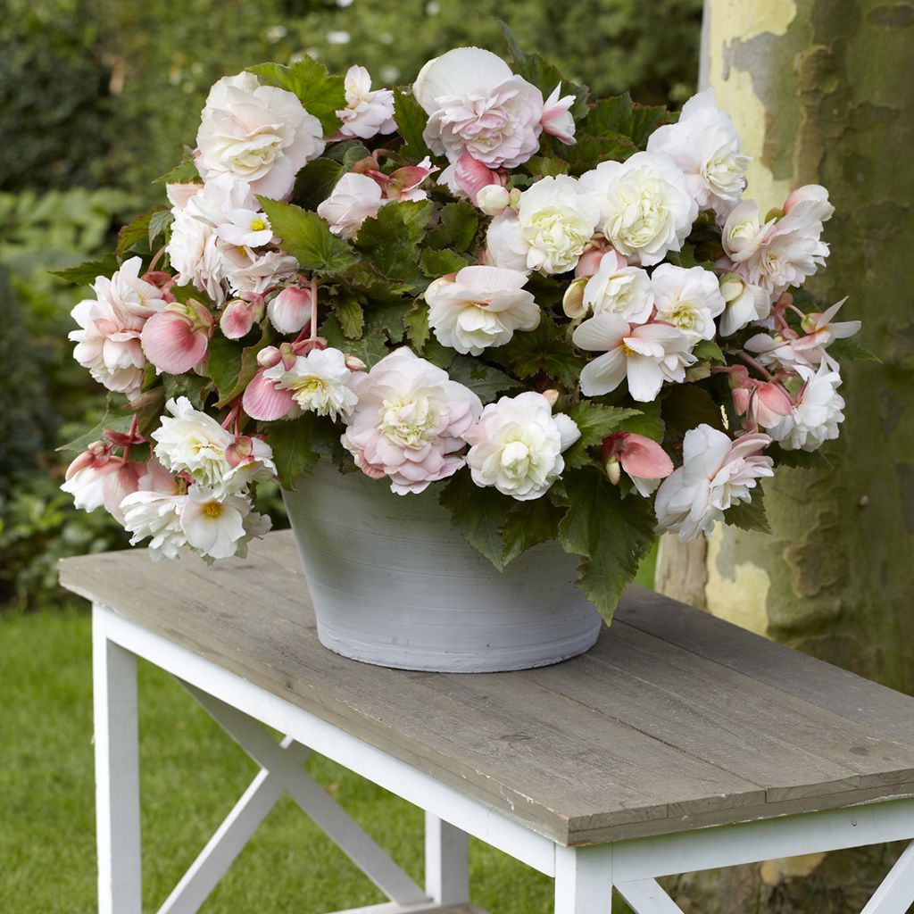 Begonia Superba Bolero - Bégonia tubéreux double orange