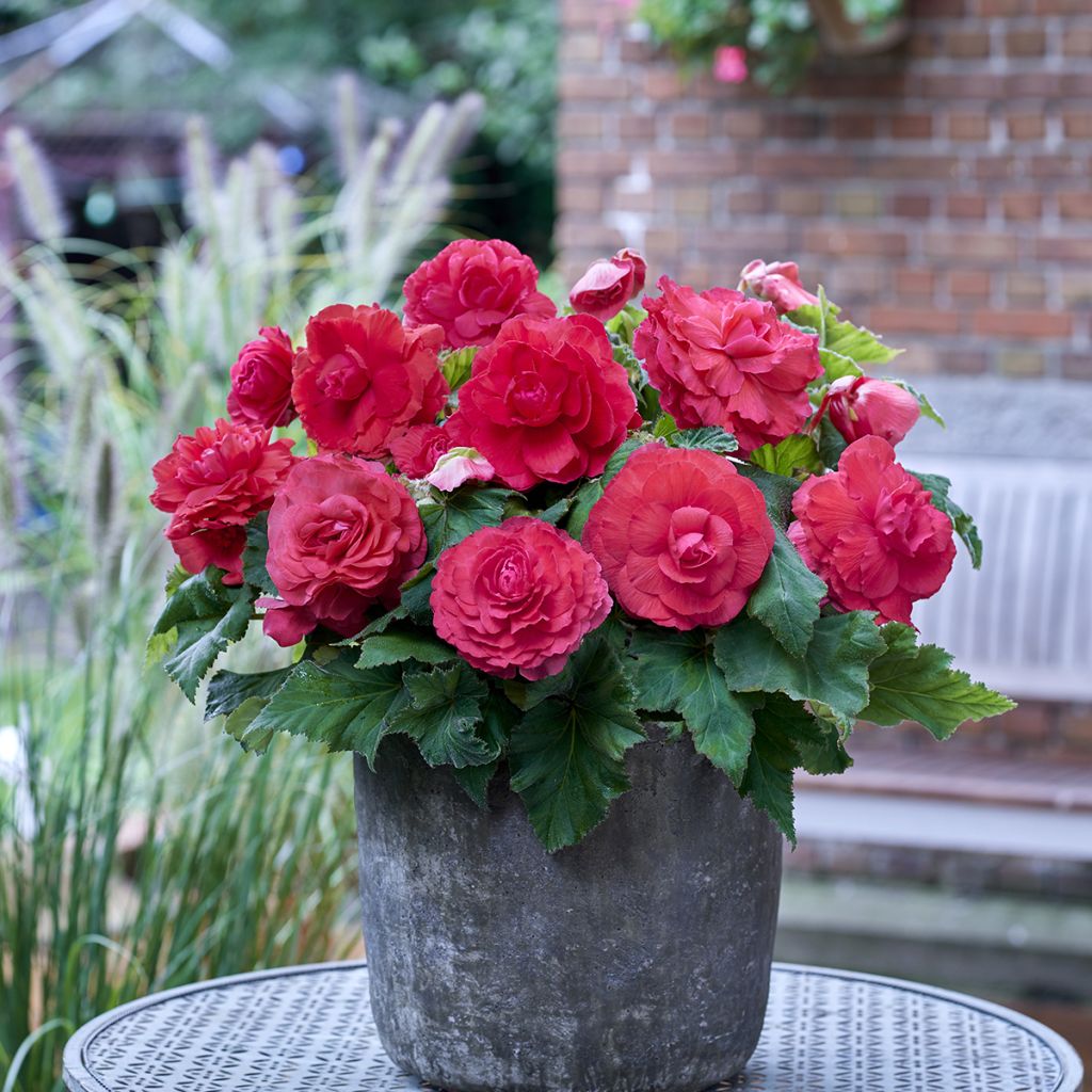 Begonia Superba Pink - Bégonia tubéreux double rose
