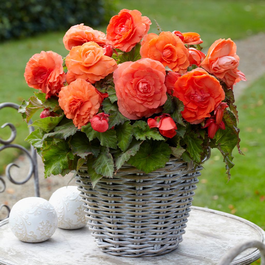 Begonia Superba Salmon - Bégonia tubéreux double saumon