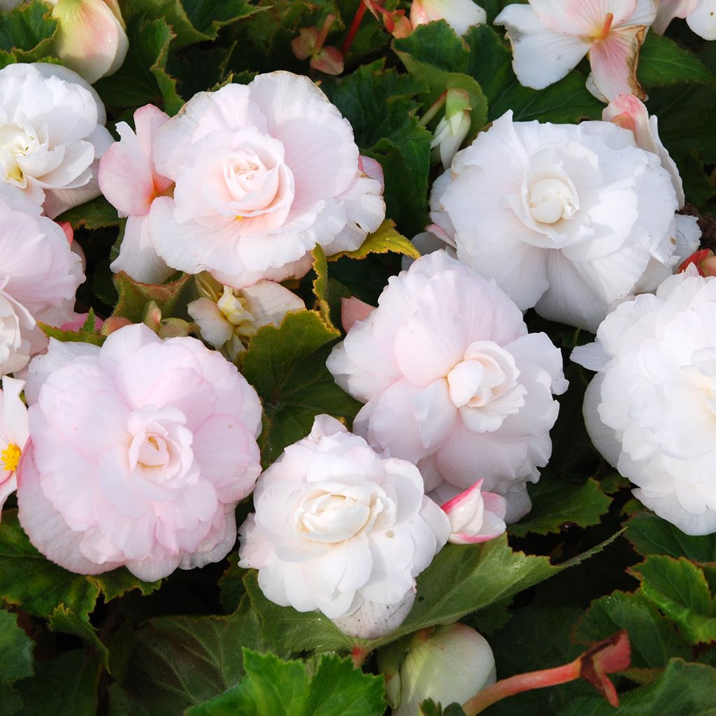 Begonia Superba White - Bégonia tubéreux double blanc