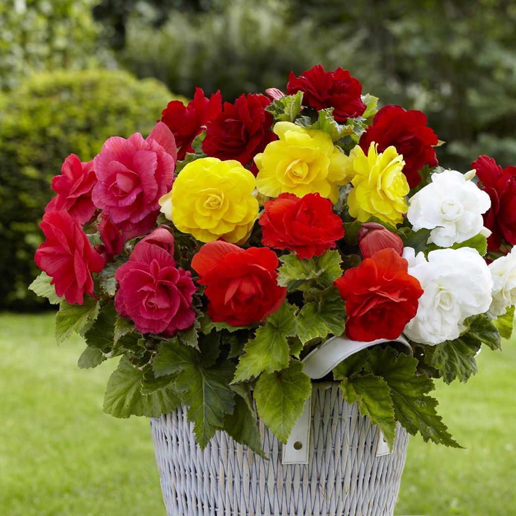 Bégonia double Mix 8 couleurs - Begonia Grandiflora