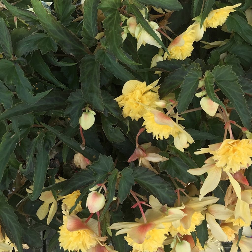 Bégonia retombant Belleconia Citrus