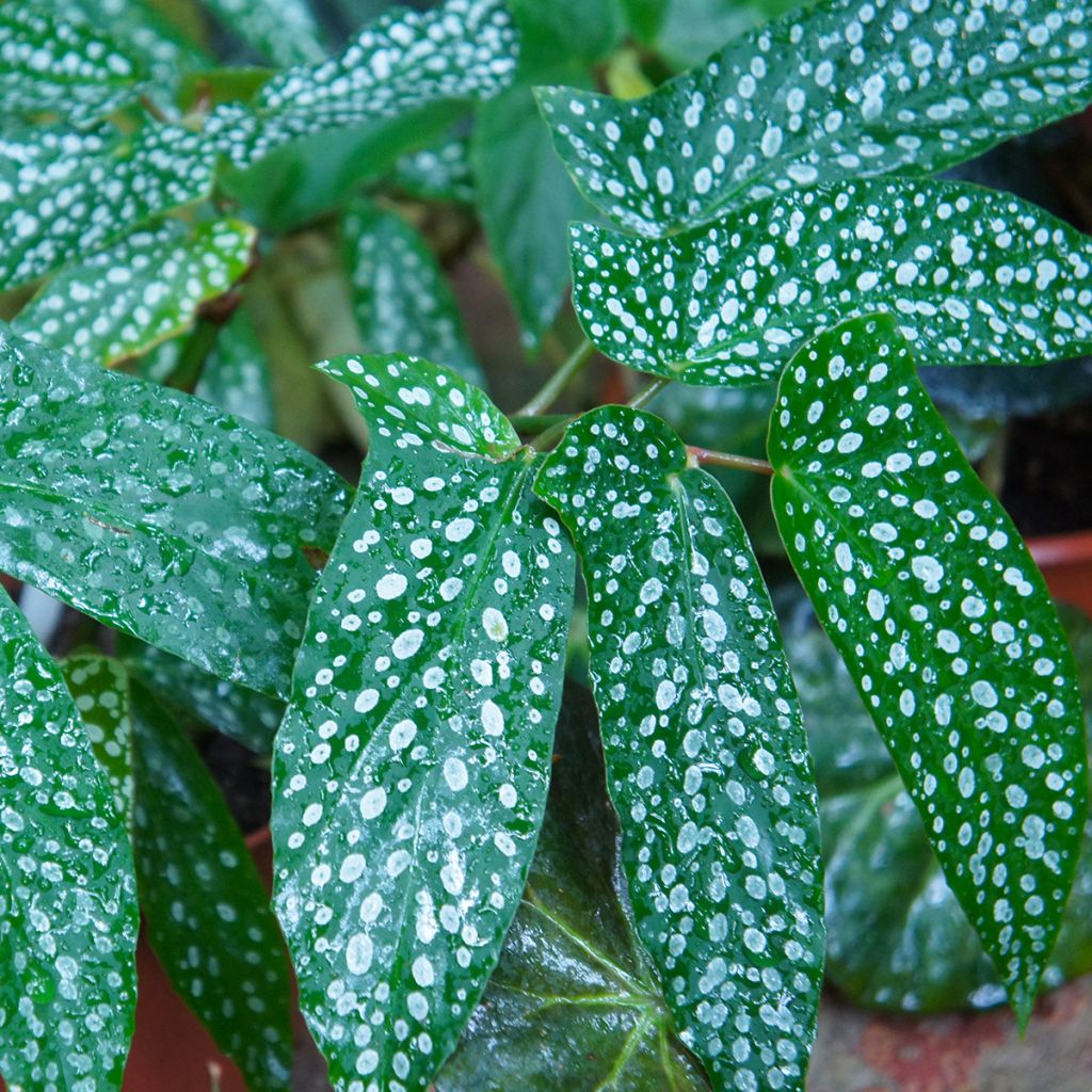 Begonia Wings Albopicta - Bégonia Bambou
