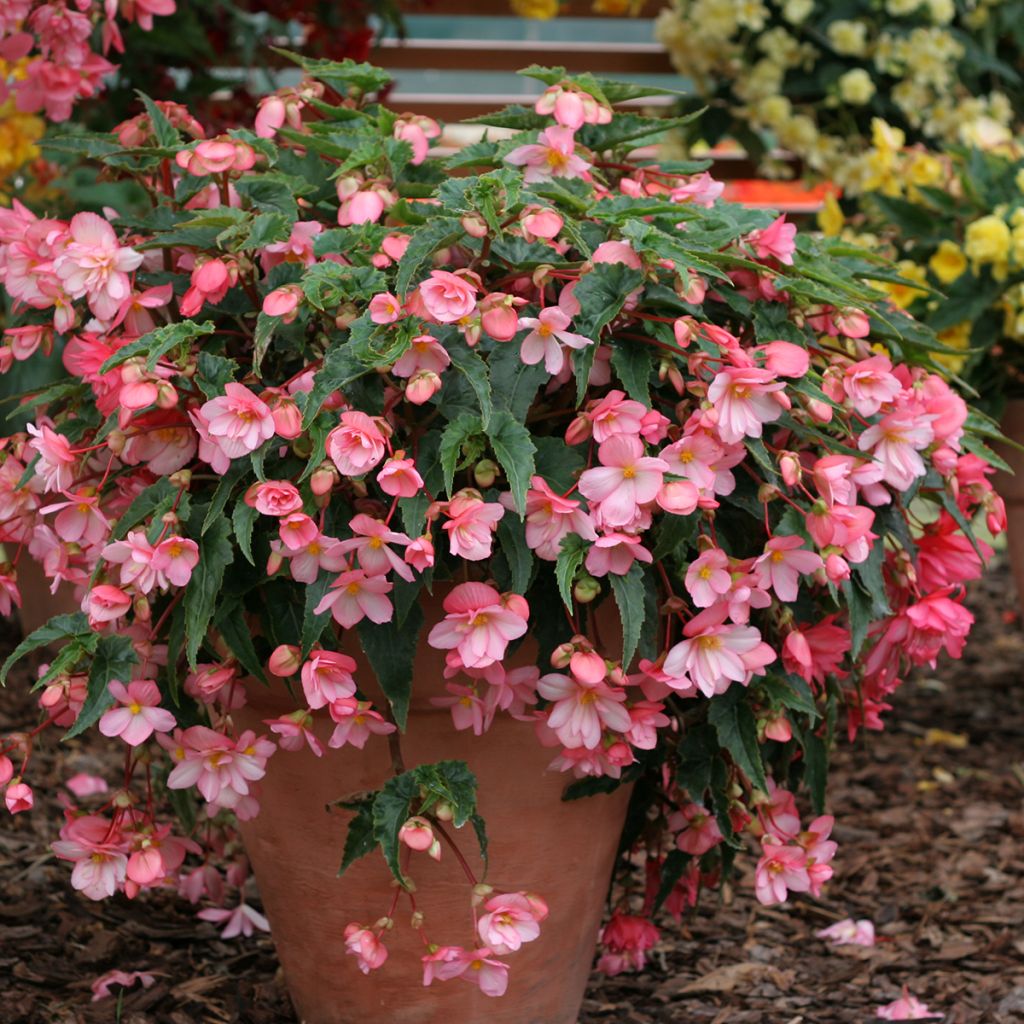 Graines de Bégonia retombant Chanson Pink and White Bicolor - Begonia x tuberhybrida pendula
