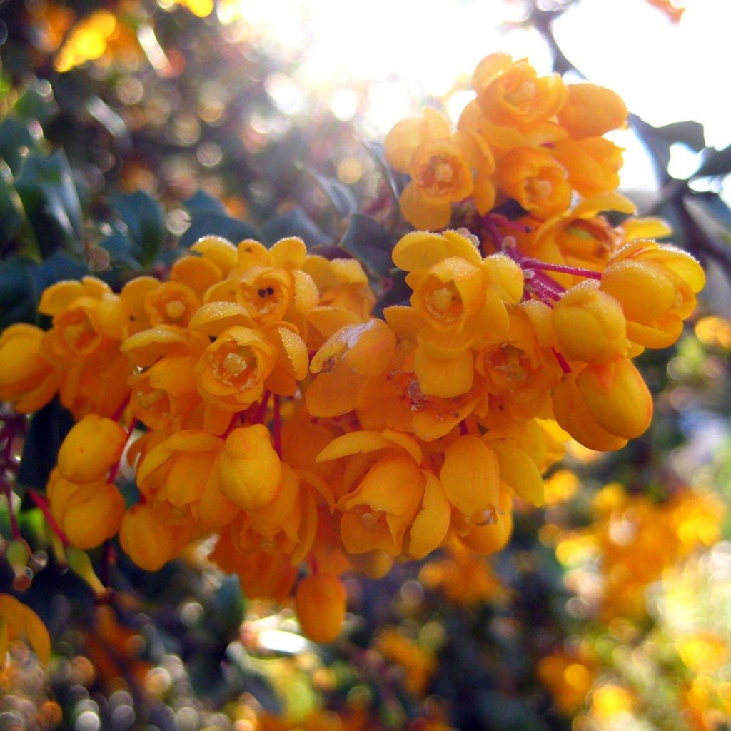Berberis darwinii Compacta - Épine-vinette de Darwin