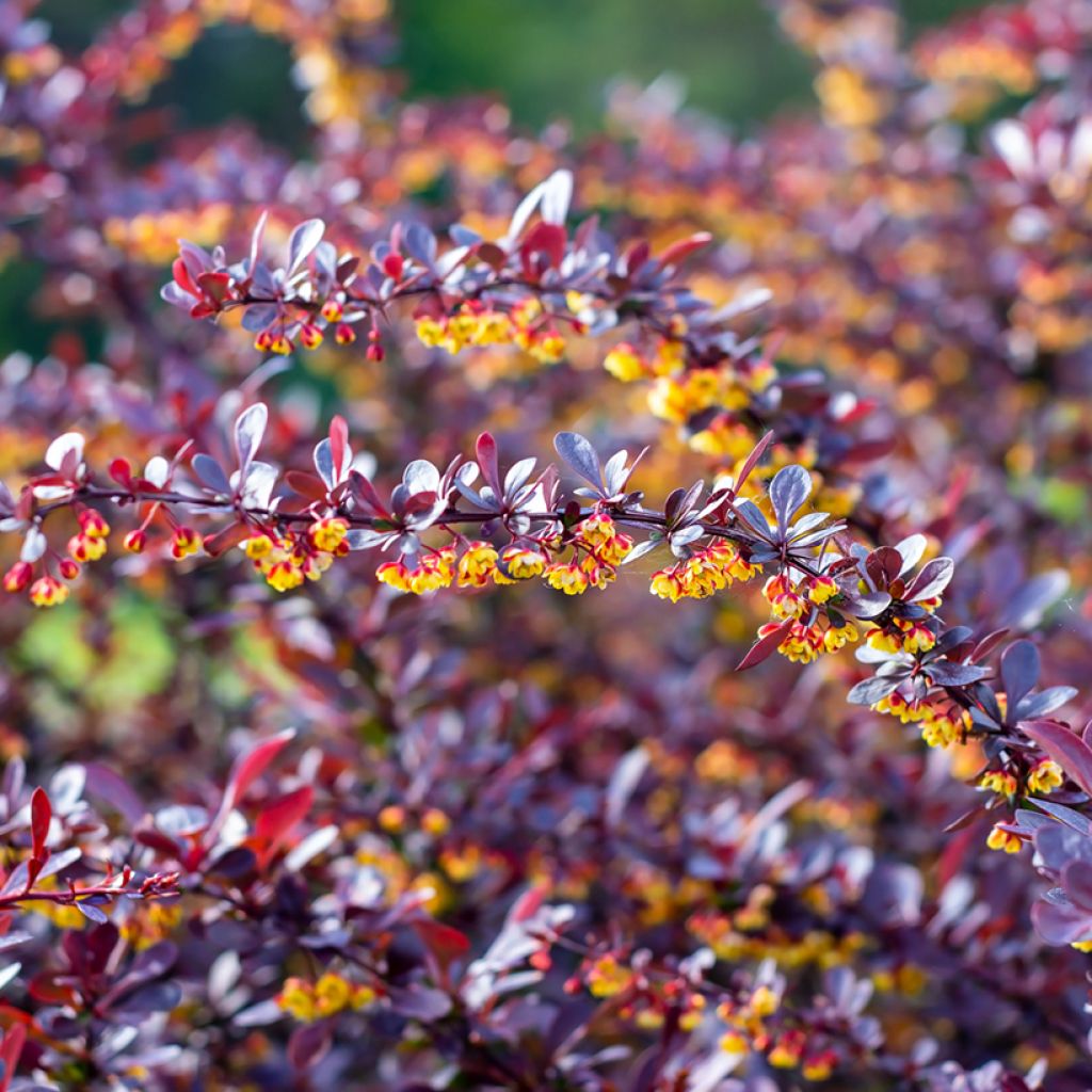 Berberis thunbergii Concorde - Épine-vinette