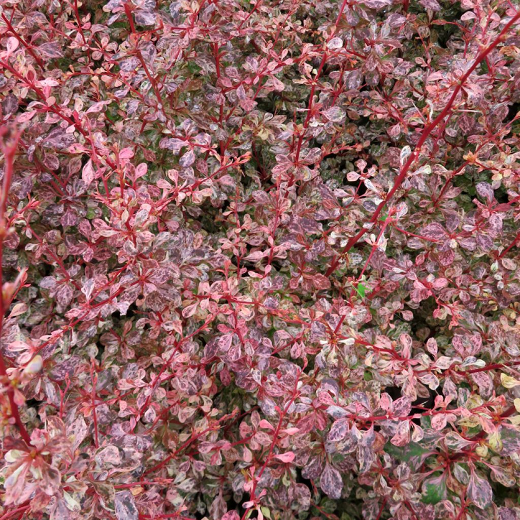 Berberis thunbergii Flamingo - Crespino giapponese