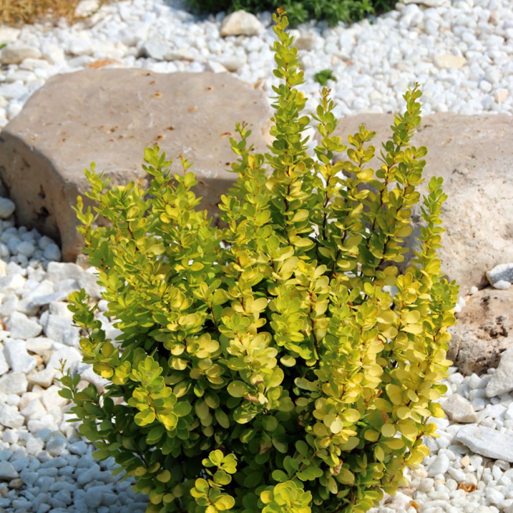 Berberis thunbergii Golden Rocket - Epine-vinette